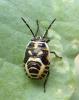 Eurydema ornata